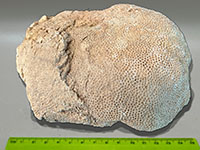 a massive round chunk of a fossil coral head